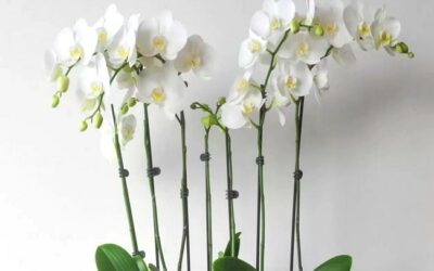How To Get Multiple Stems On An Orchid A Professional Guide