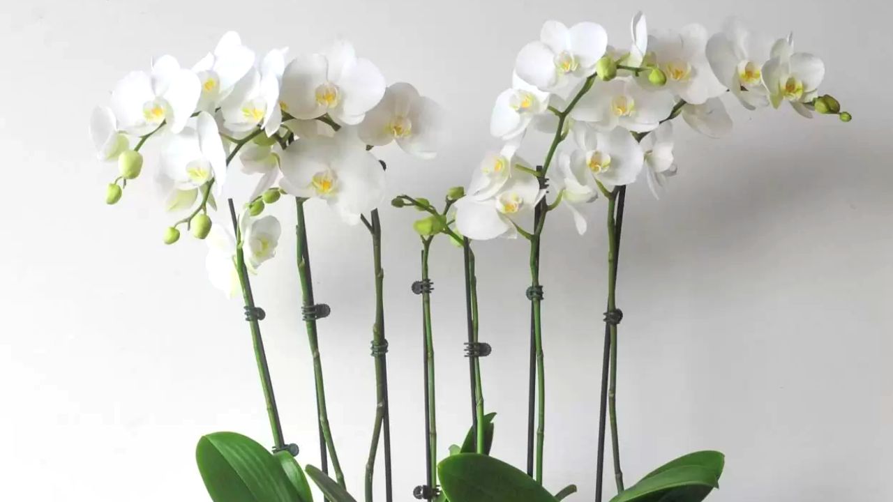 how to get multiple stems on an orchid