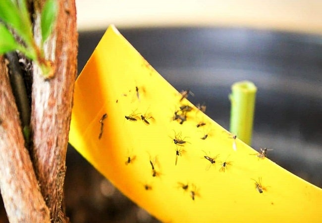 How To Get Rid Of Fungus Gnats? The best way You Need to Know About