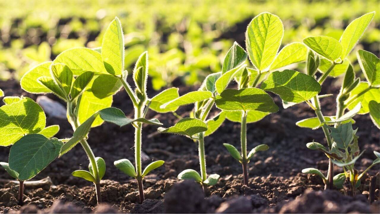 How To Plant Soybeans Without A Planter? A Step By Step Guide