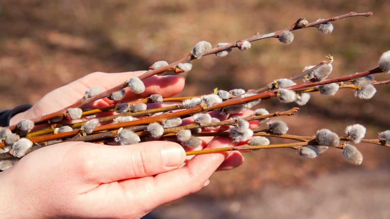 Willow Branch Preservation: Tips, Tricks, and Techniques