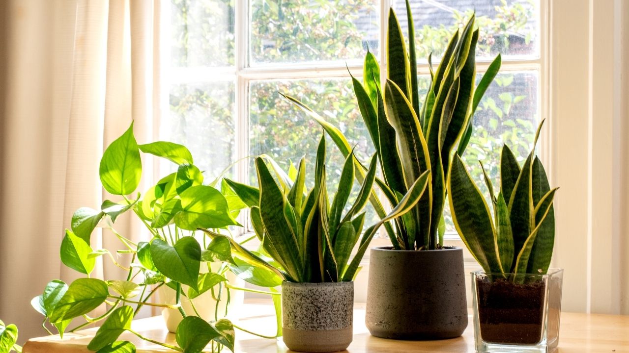 how-much-light-does-snake-plant-need