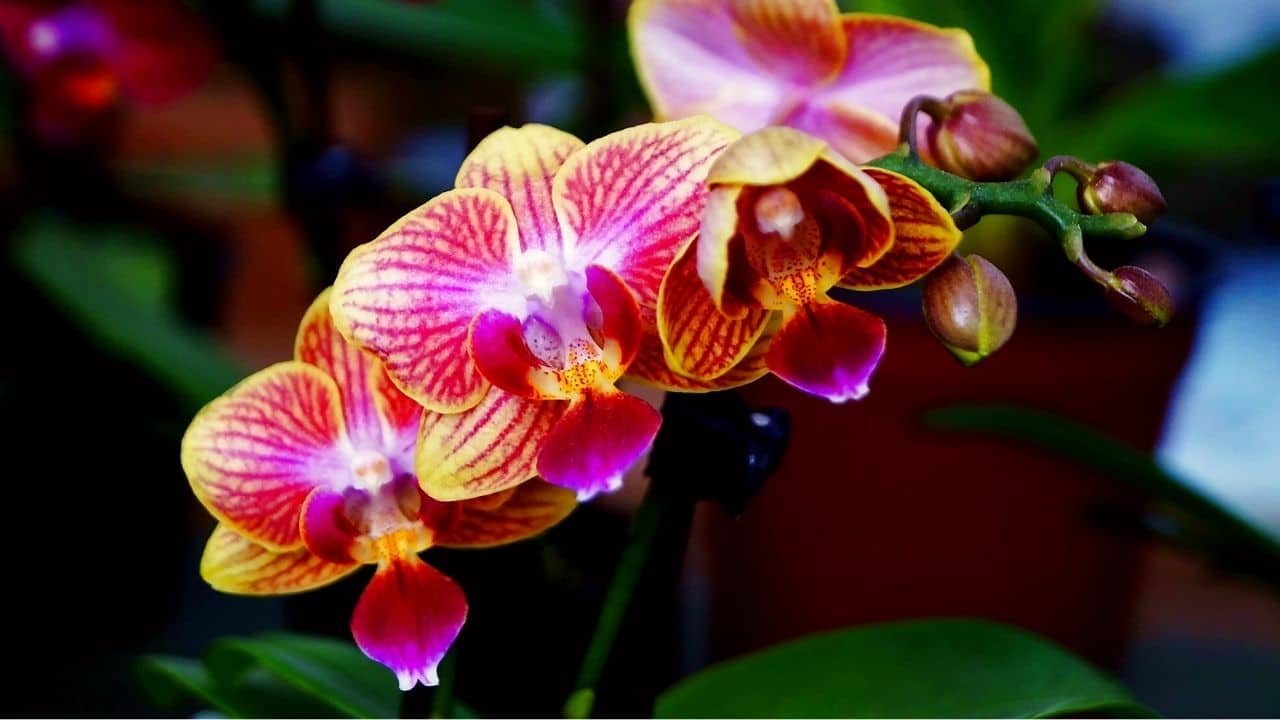 How to Care for Phalaenopsis Orchids? Phalaenopsis Orchid Care for Beginners