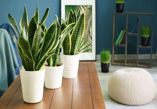 How Long Does It Take For A Snake Plant To Grow Tall?