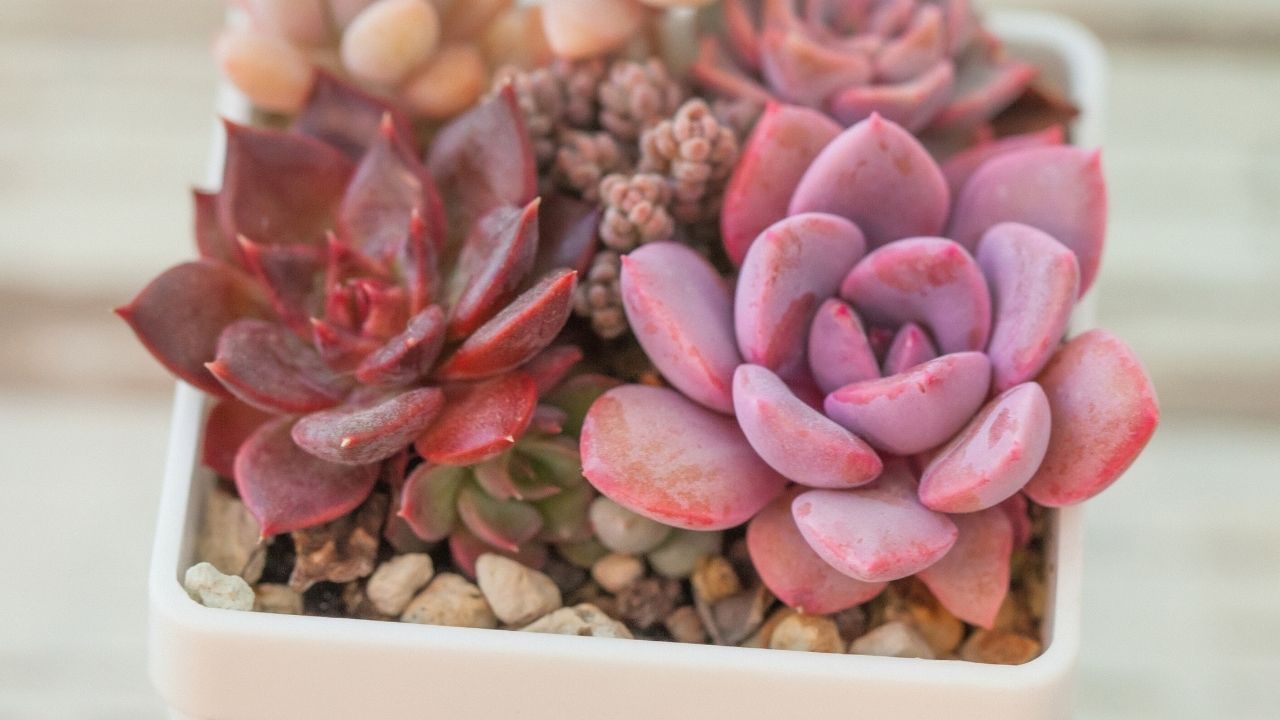 The Most Expensive Succulents In The World What Could They Be Worth?