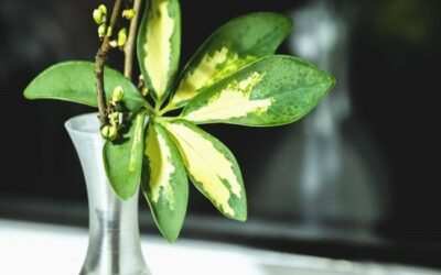 How Do You Care For An Umbrella Plant? Tips For A Healthy And Happy Plant