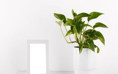 How Long Does It Take For Pothos To Grow? The Ultimate Guide