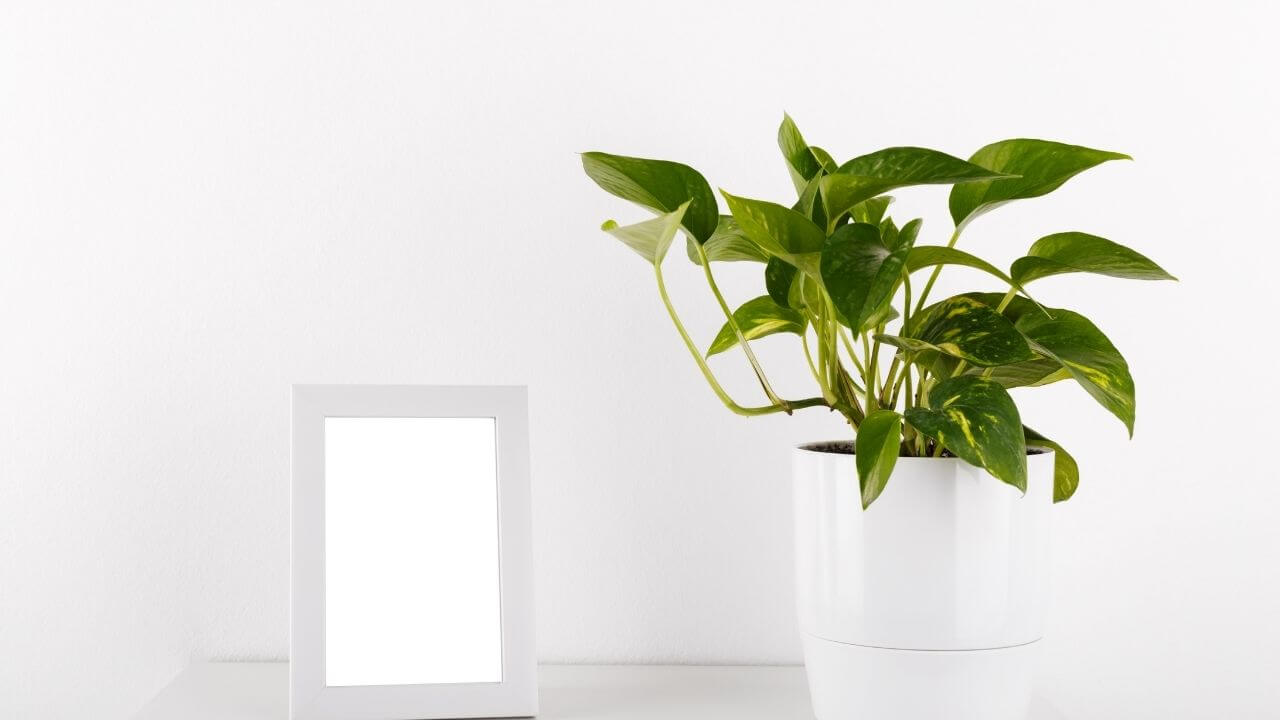 How Long Does It Take For Pothos To Grow?