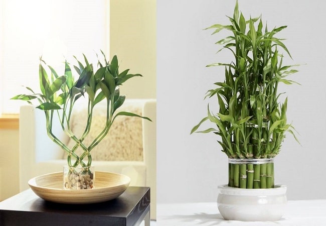 How To Grow Lucky Bamboo From Cuttings