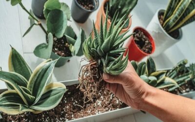 How To Save Succulent From Root Rot