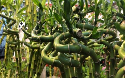 How To Stop Lucky Bamboo From Turning Yellow