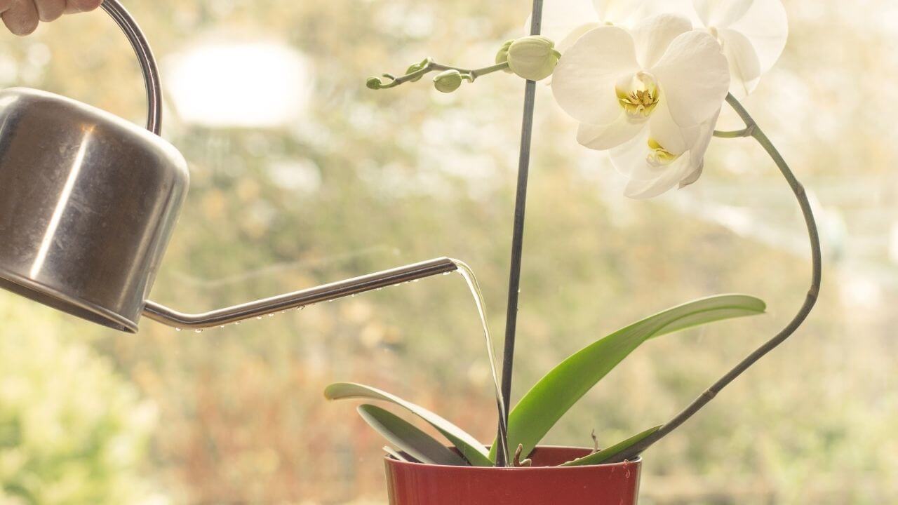 How To Water An Orchid In Moss