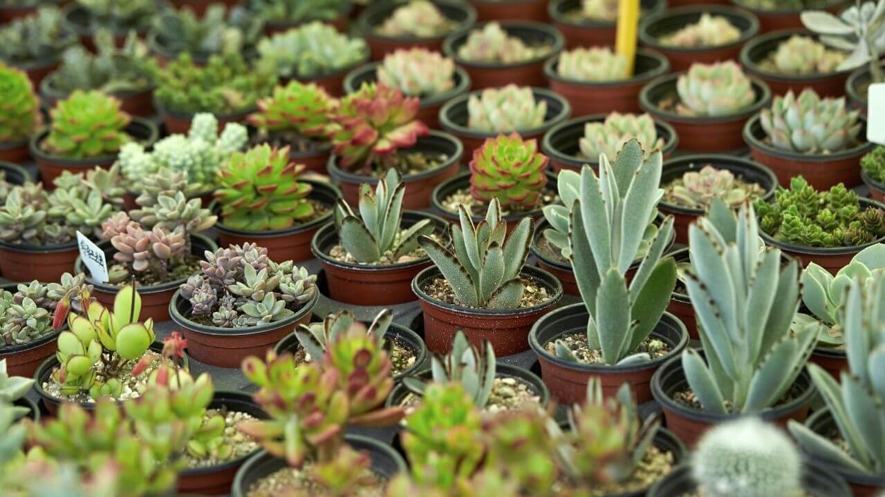 5 Simple Tips For Saving Succulents Without Roots