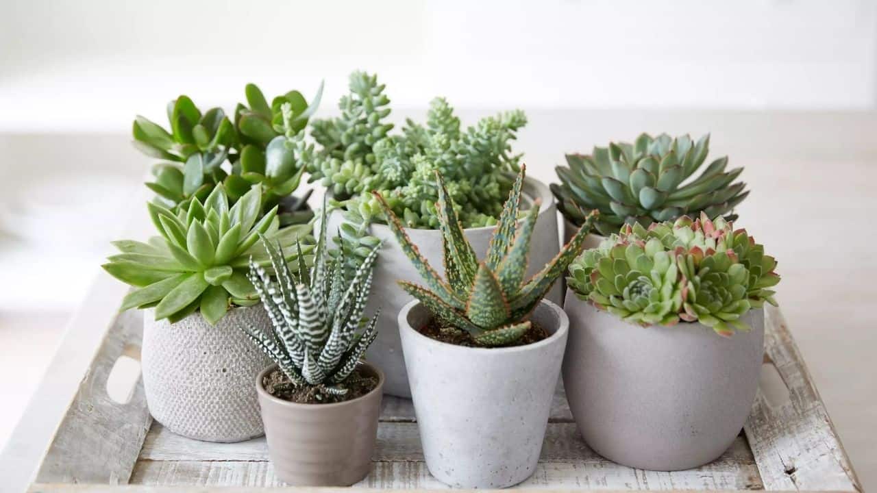 How to plant succulents indoors