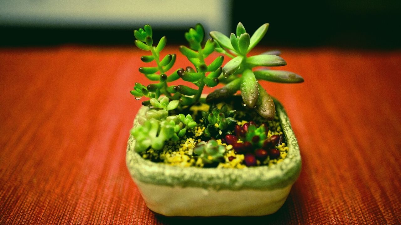 how-to-take-care-of-your-succulent-plants