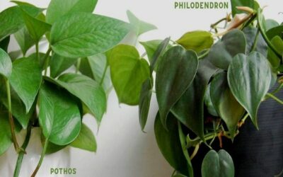 What Is The Difference Between A Pothos Plant And A Philodendron?