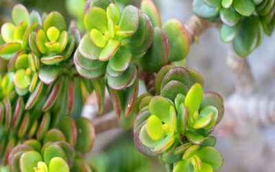 Why Is My Succulent Turning Brown? Easy Tips To Revive Brown Succulent Leaves