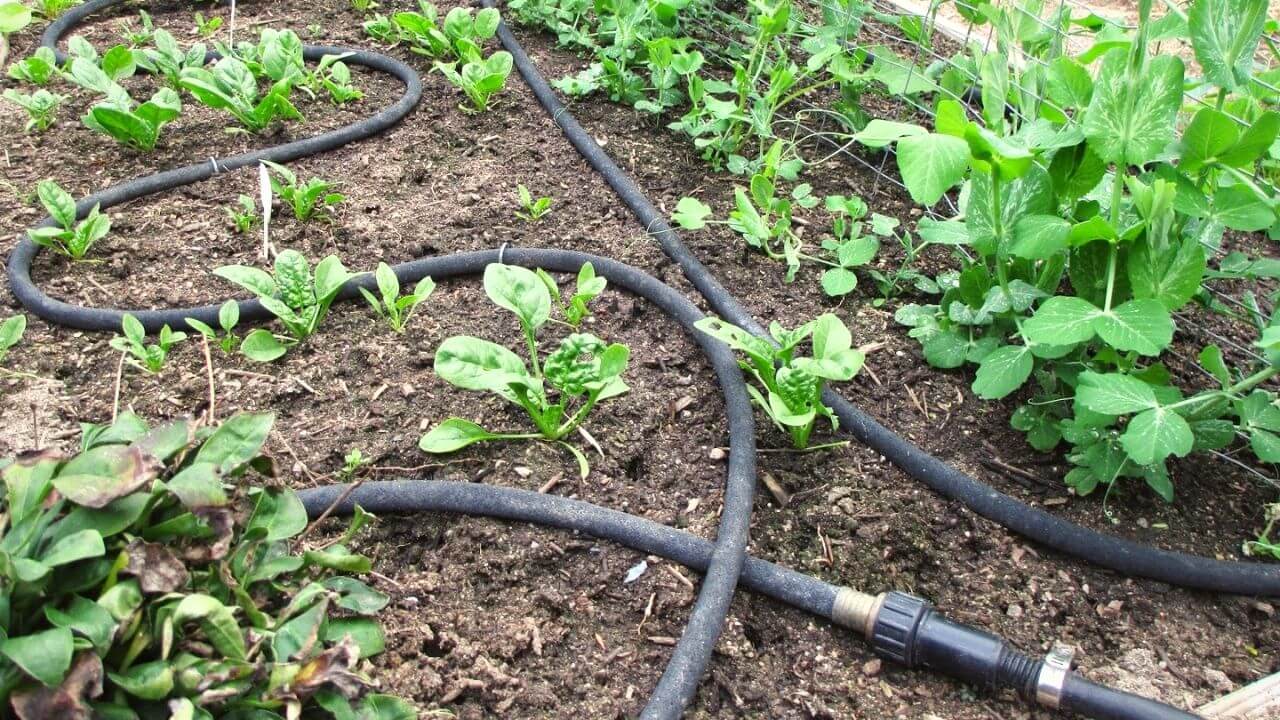 how-long-to-run-soaker-hose-for-tomatoes