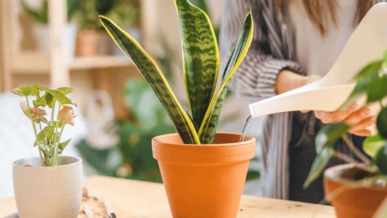 how much water does snake plant need