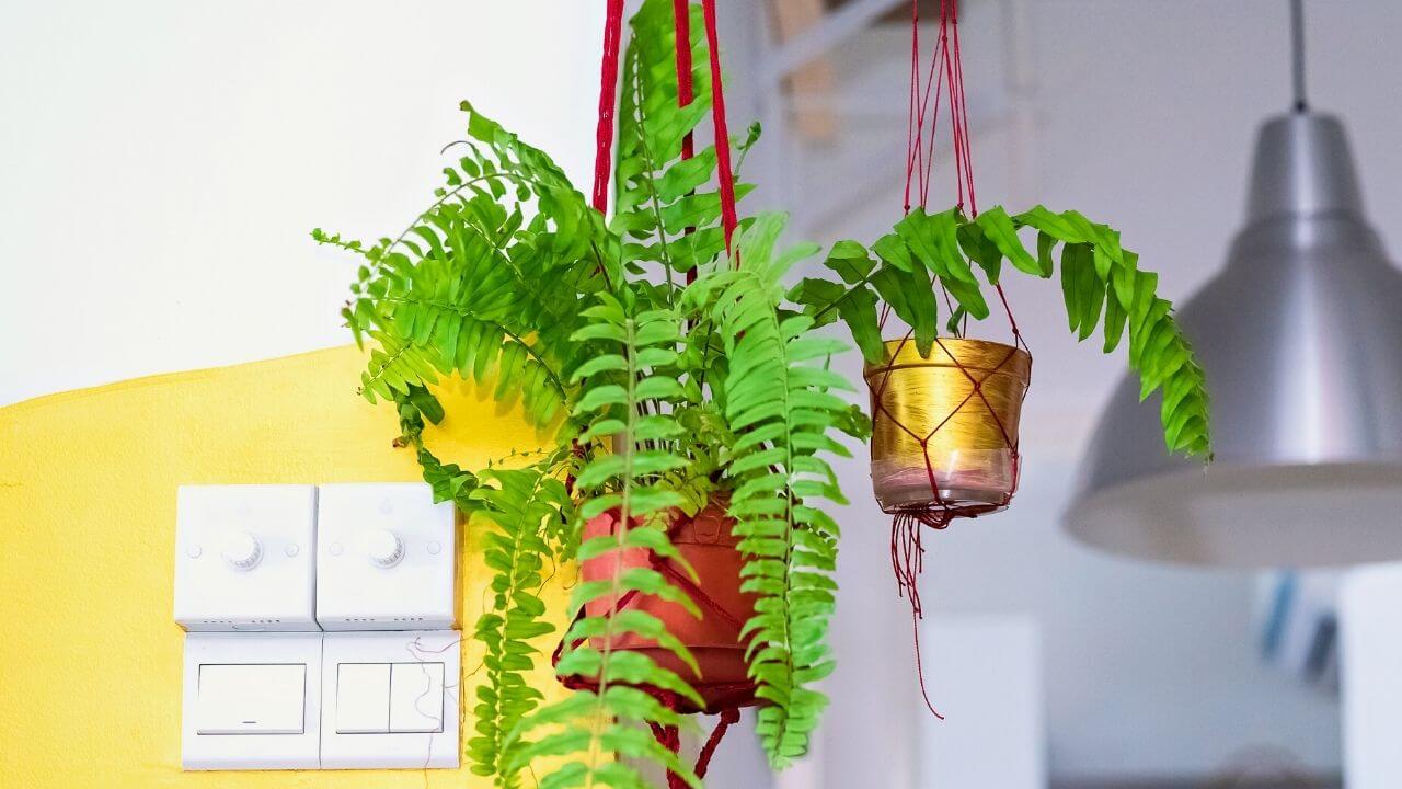 how-to-care-for-a-fern-indoors