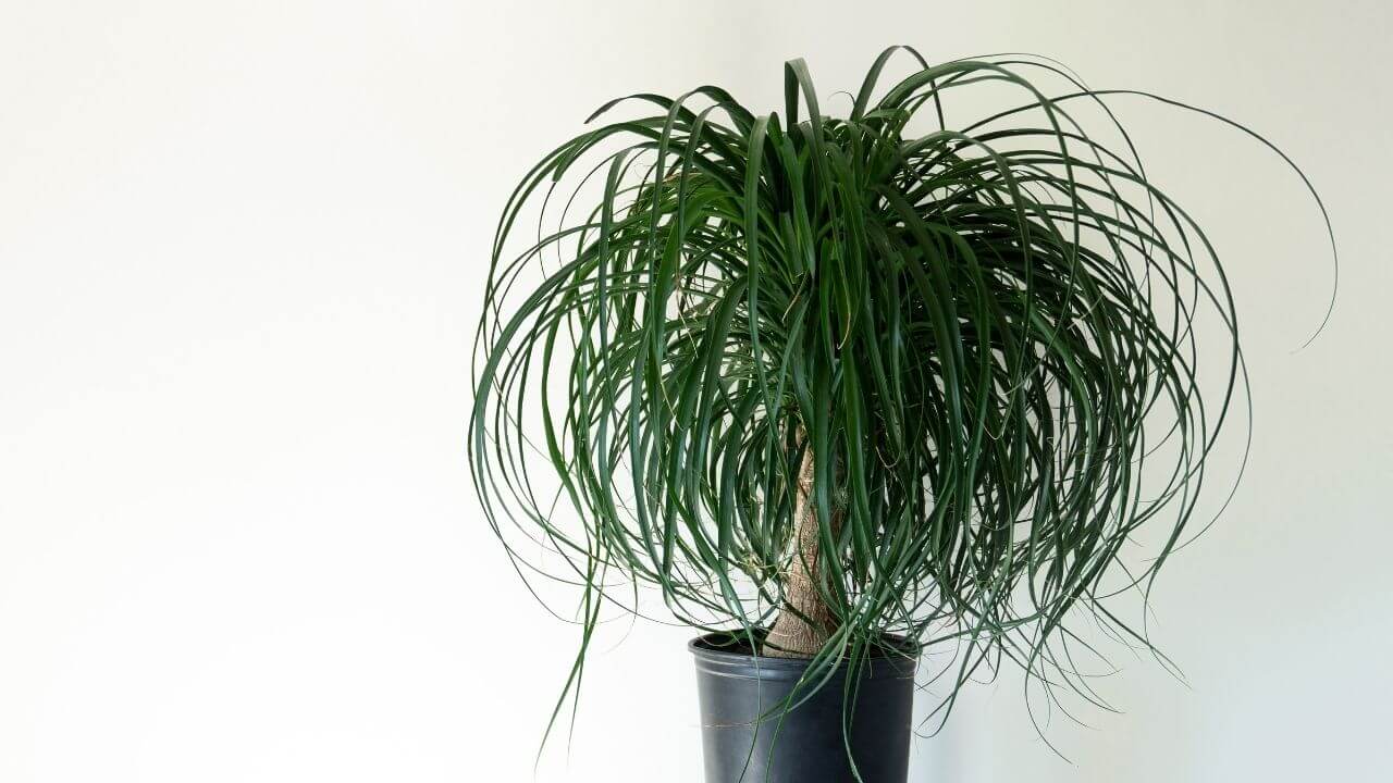 how to care for a ponytail palm outdoors