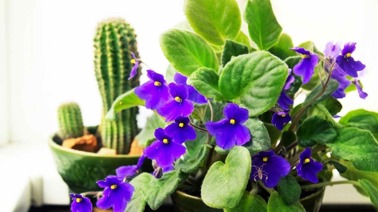 how to get rid of bugs on african violets