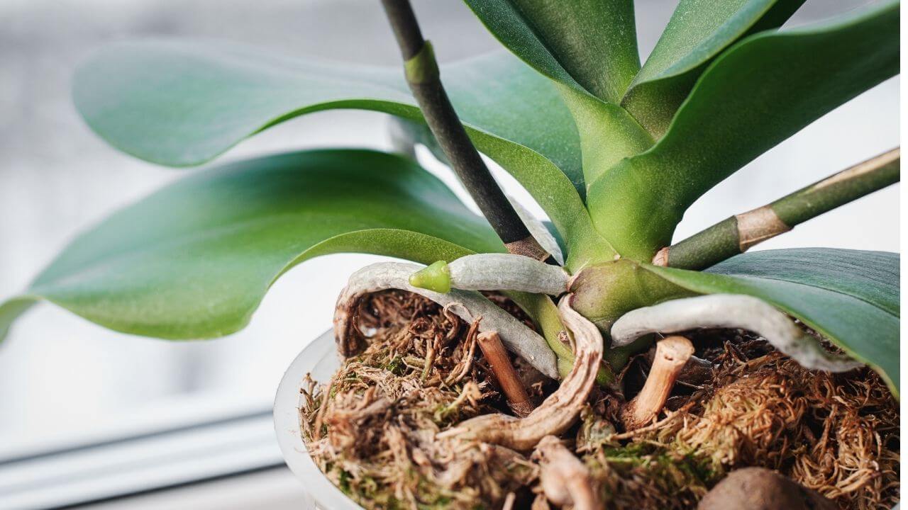 How to Make an Orchid Grow a New Spike: The Ultimate Guide