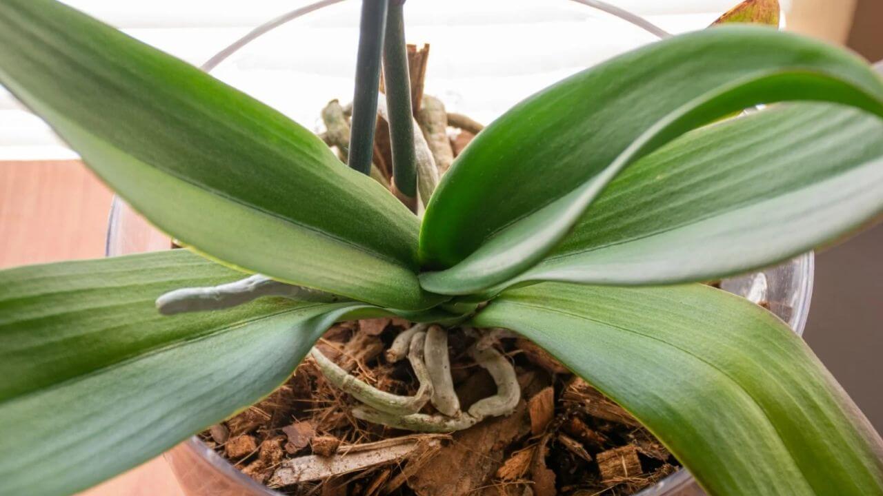 How can orchid leaves be brought back to life? Tips on Orchid Care