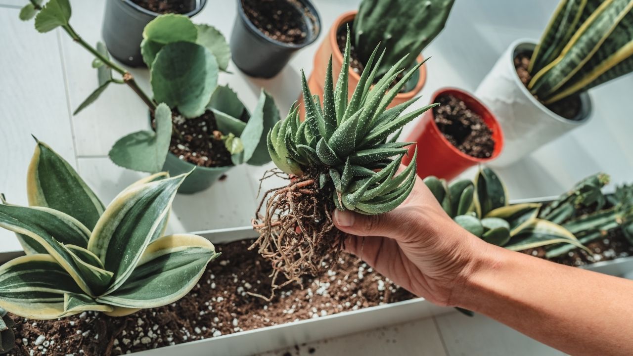 how to save succulent from root rot