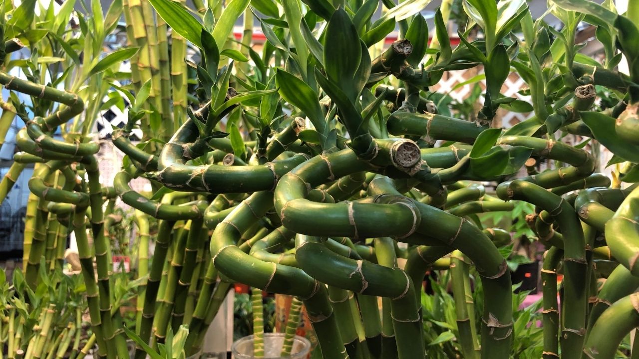 how to stop lucky bamboo from turning yellow
