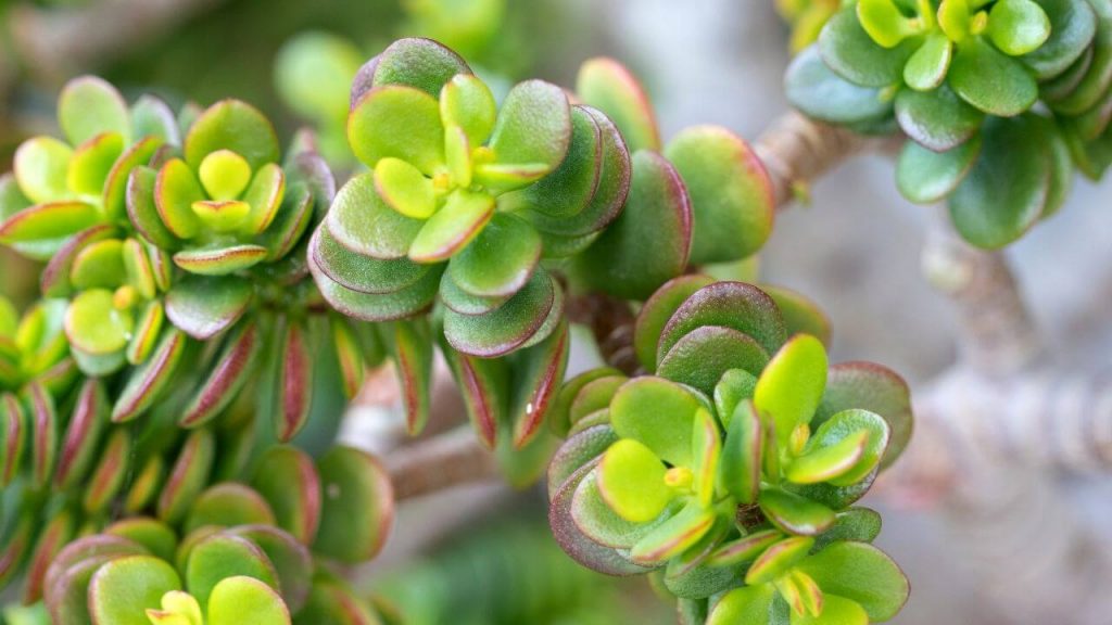 succulent-leaves-shriveling-causes-and-solutions