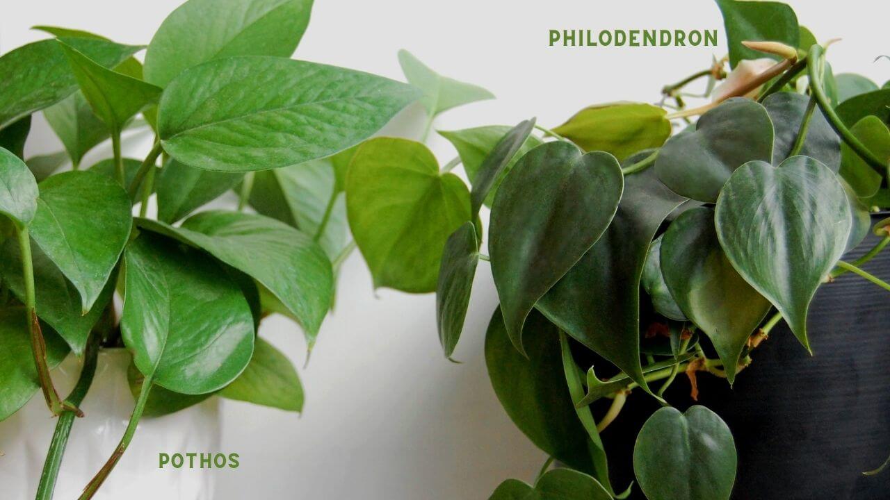 What is the difference between a pothos plant and a philodendron?