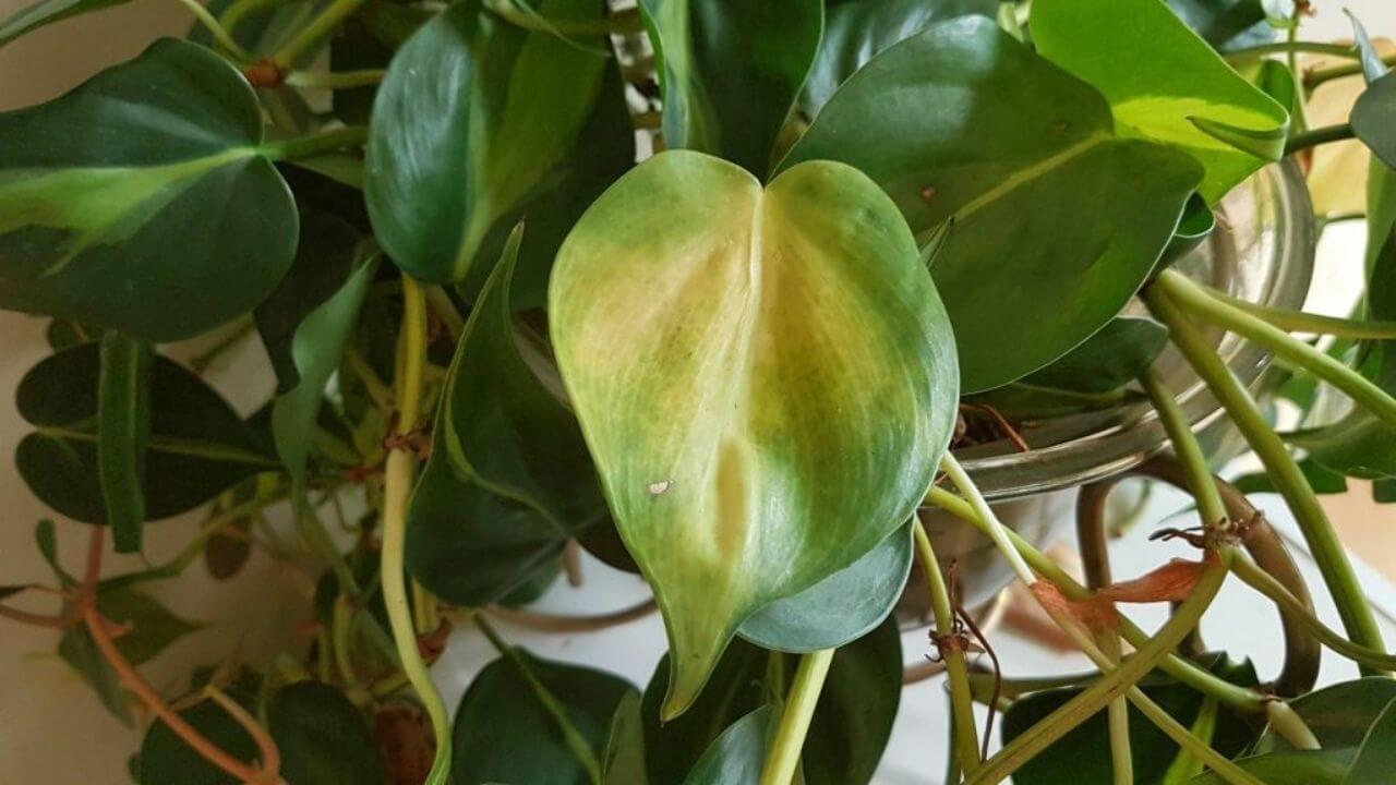 why are my philodendron leaves turning yellow