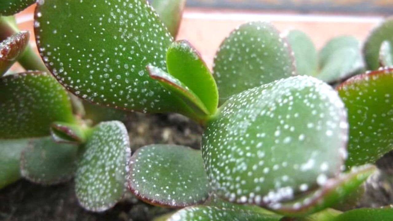 What is the cause of the white spots on my succulent?