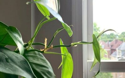Do Philodendrons Need A Lot Of Light? Philodendron Light Requirements
