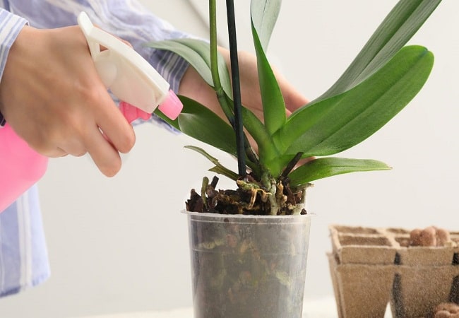 How Much Water Does Orchid Need? Best orchid watering tips