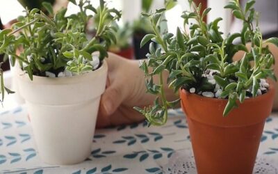 How To Propagate Dolphin Succulents