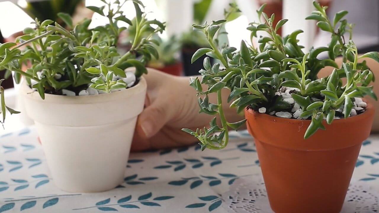 Propagation of Dolphin Succulents: From Start to Finish