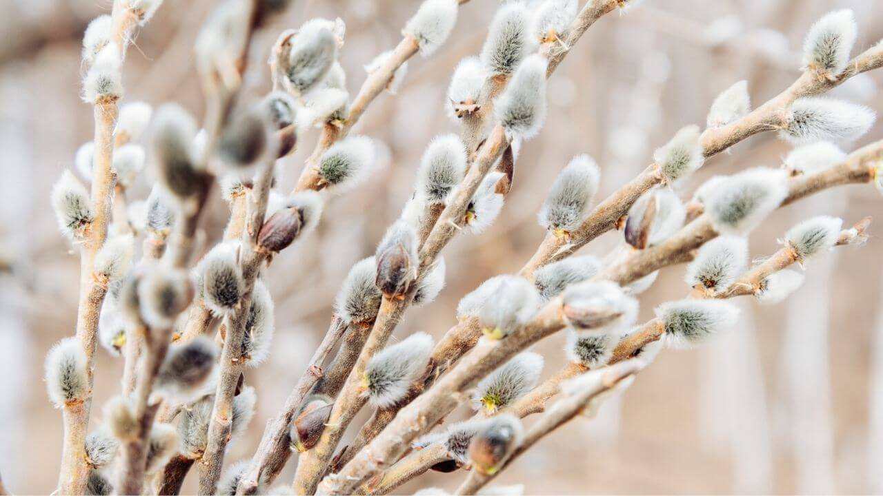 How Long Do Willow Branches Take To Dry? A Guide For The Beginner