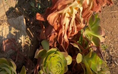 What Is A Death Bloom On A Succulent? 