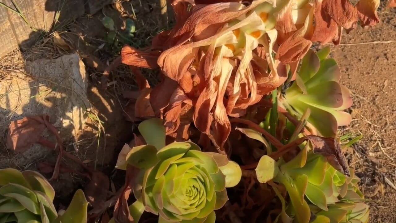 What is a death bloom on a succulent? 