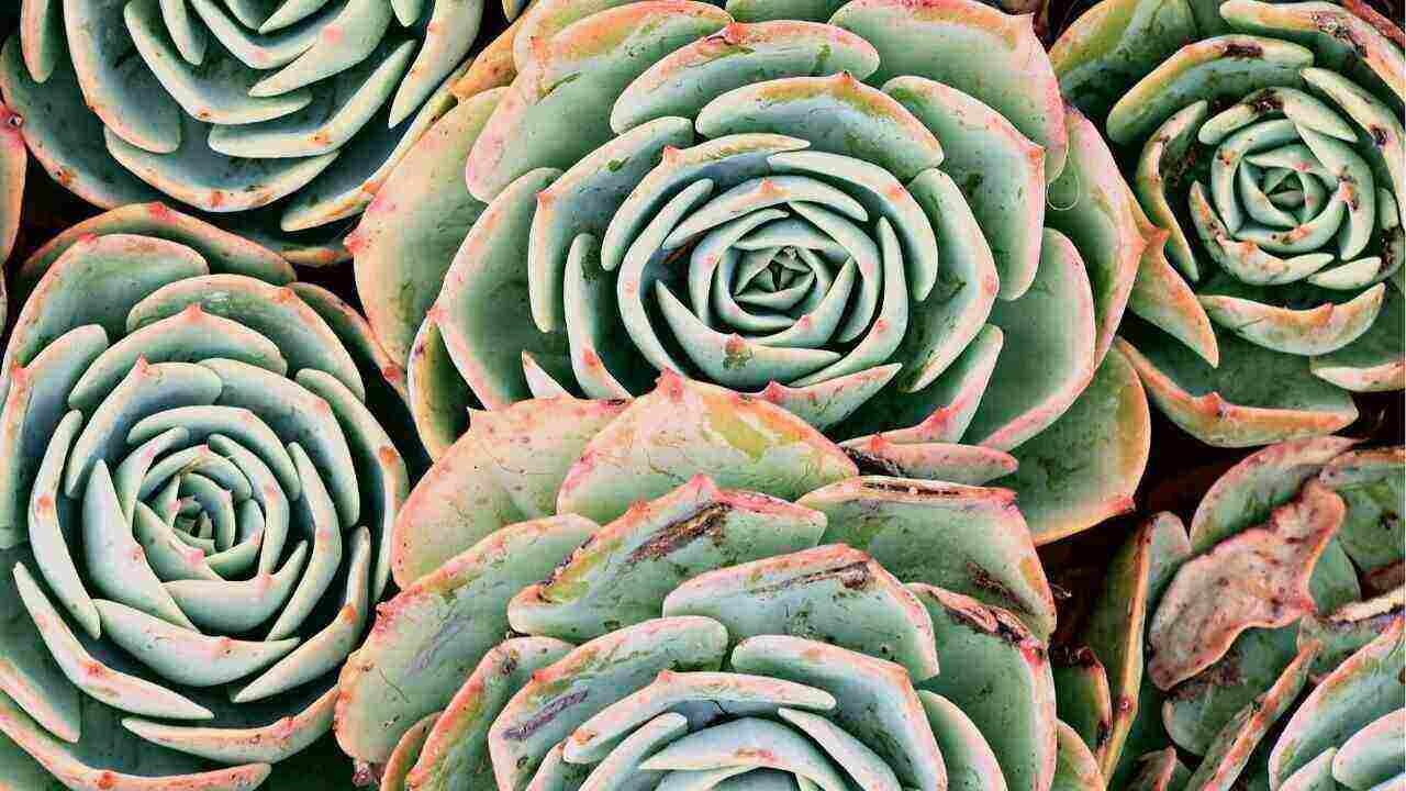 what-is-eating-my-succulents-at-night