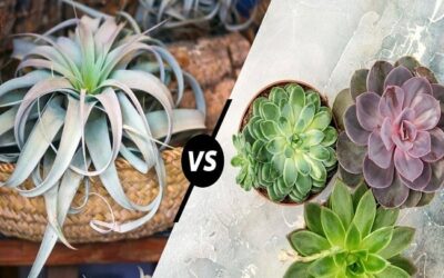 Which Plant Will Win Succulent Vs. Air Plant