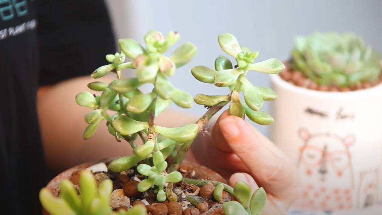 why-is-my-succulent-wilting