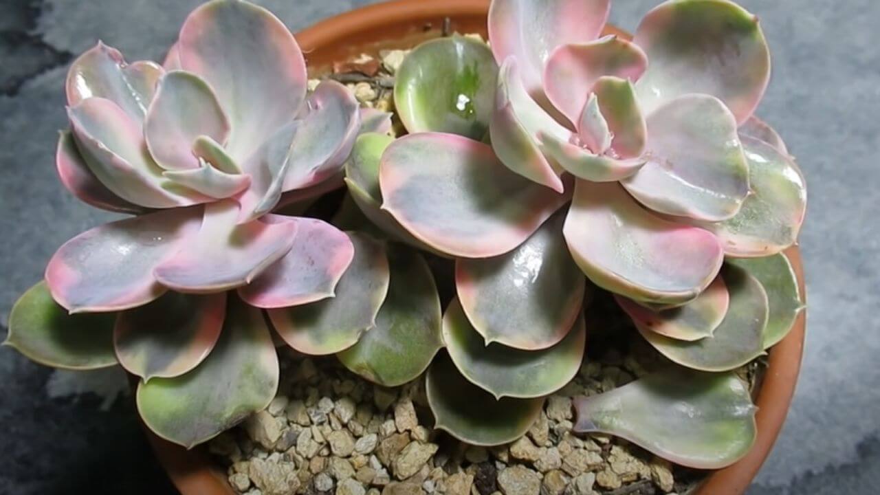 why-my-succulent-leaves-are-soft