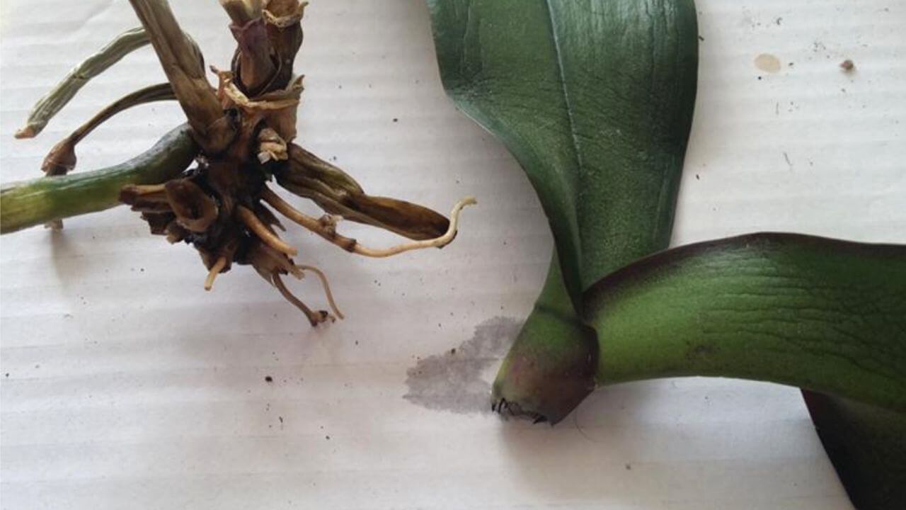 can orchid survive without leaves