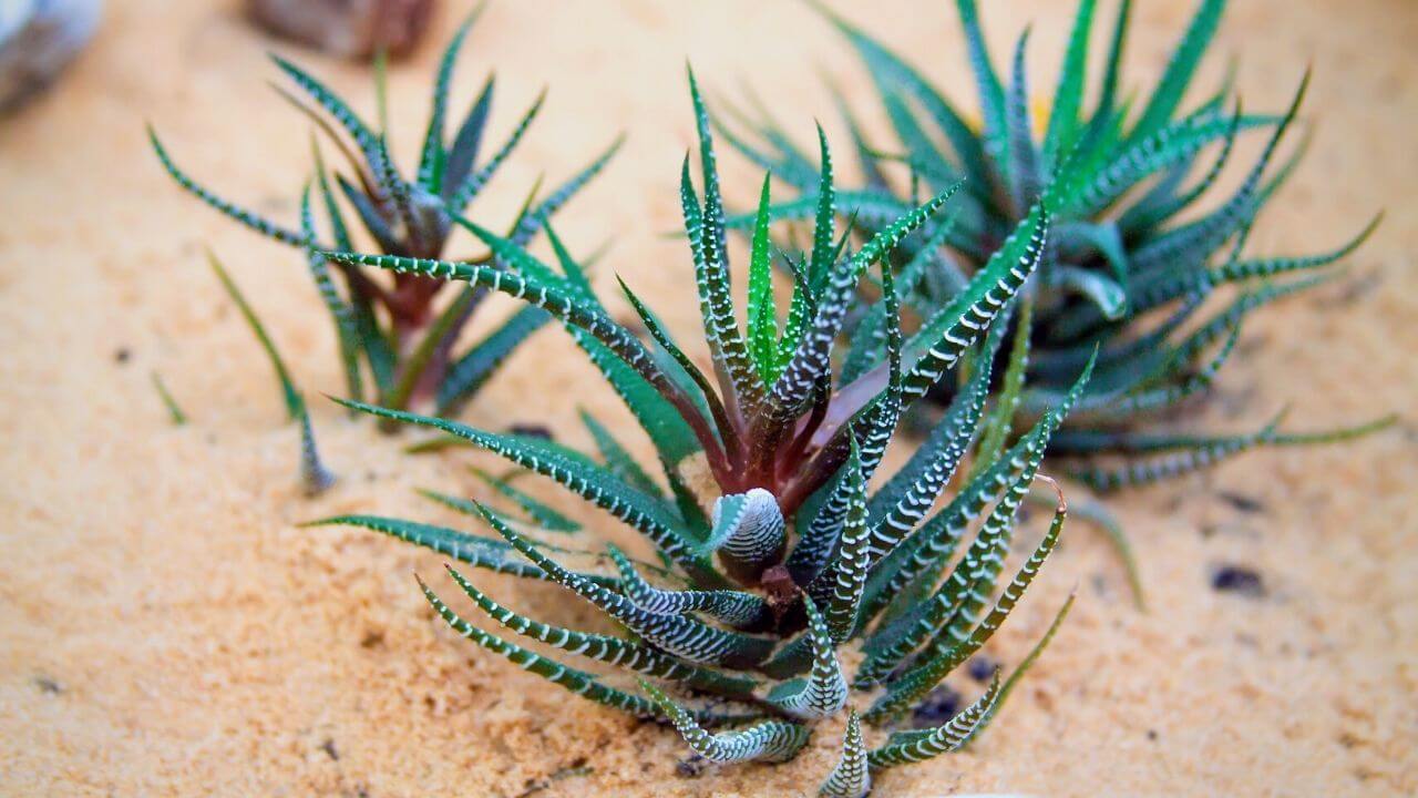 can-succulents-grow-in-sand