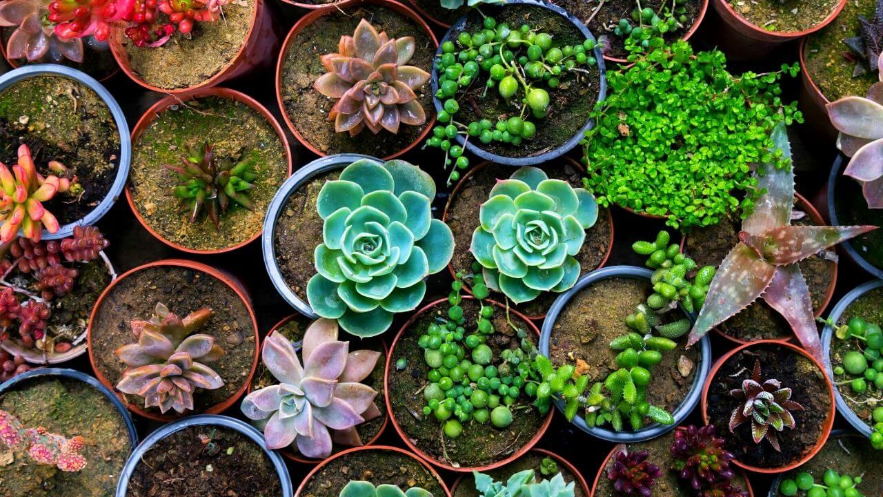 how-do-succulents-reproduce