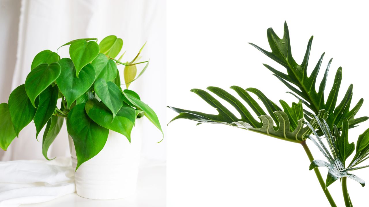 Conclusion There are many philodendrons, but all require care and attention to thrive. Common philodendrons include the elephant ear, spider plant, bowtie philodendron, and mother-in-law's tongue. All varieties enjoy bright indirect sunlight and regular water changes to keep them healthy.