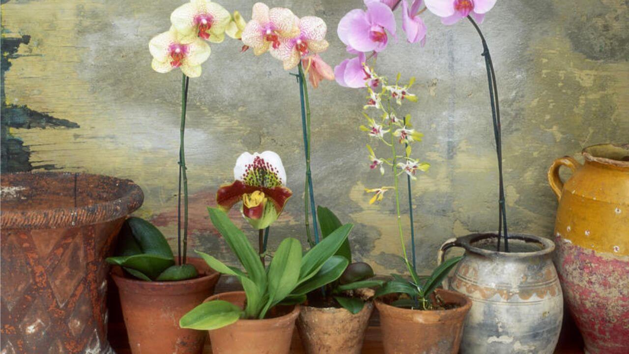 how to bring orchid back to life